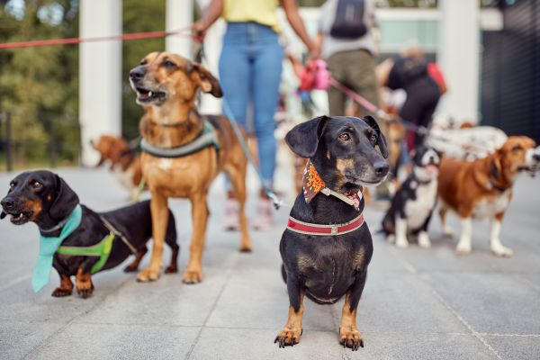 Gainesville Pets