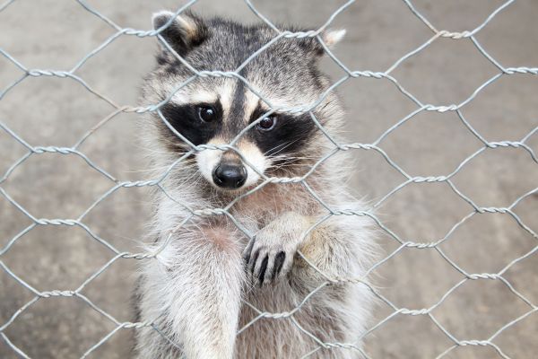 Gainesville Wildlife Removal