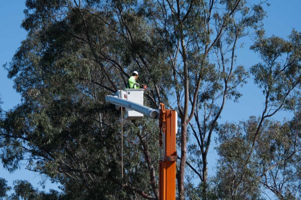 Gainesville Tree Trimming