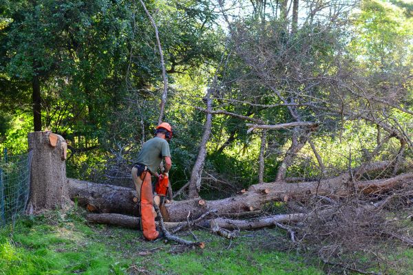 Gainesville Tree Removal